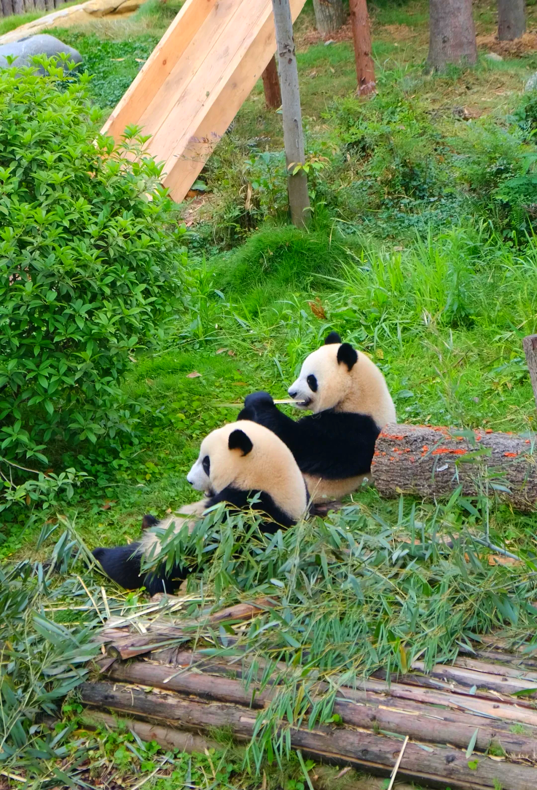 Two giant pandas eating bamboo in Chengdu
